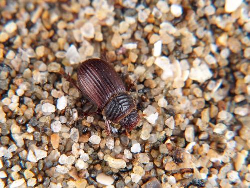 Rakovicius subopacus (Nomura, 1973)(1)