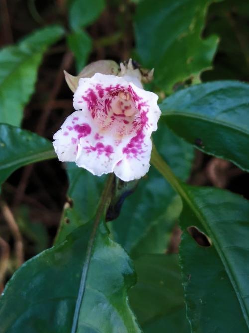 角桐草 角桐草