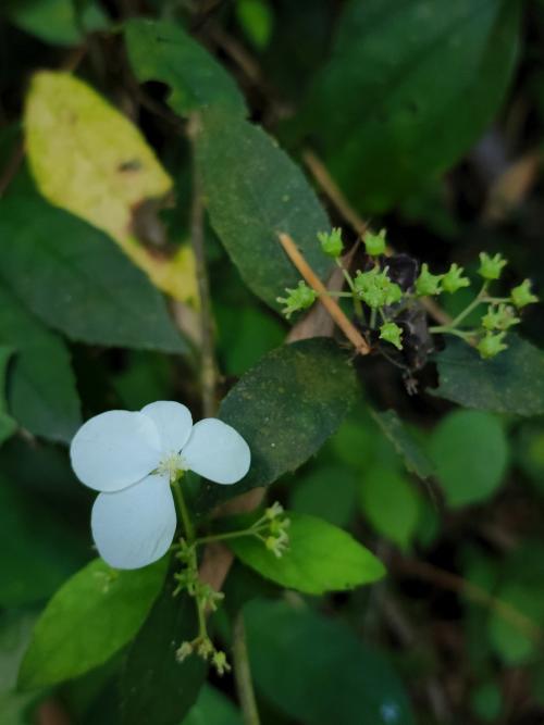 華八仙(華南分布) 華八仙(華南分布)
