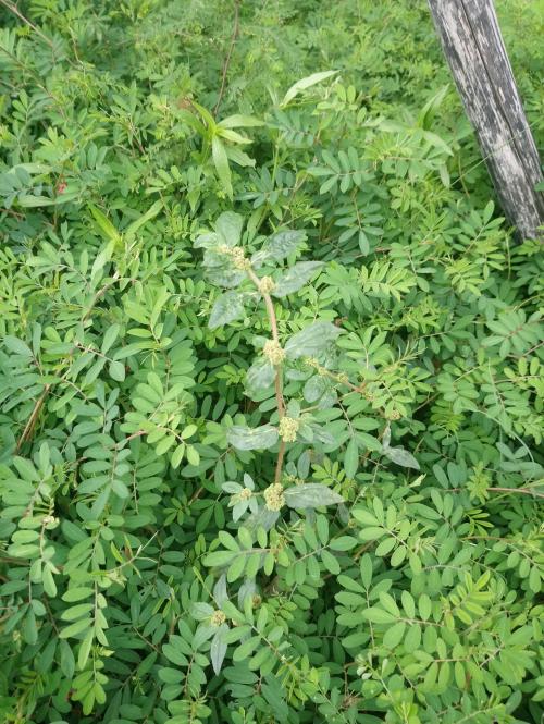 飛揚草 飛揚草