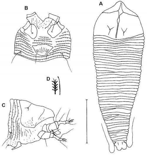 Neometaculus catappiae Huang, 2001
