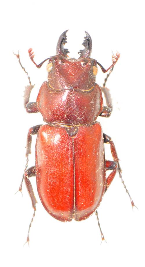 Prismognathus piluensis 碧綠鬼鍬形蟲