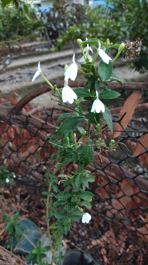 白鶴靈芝