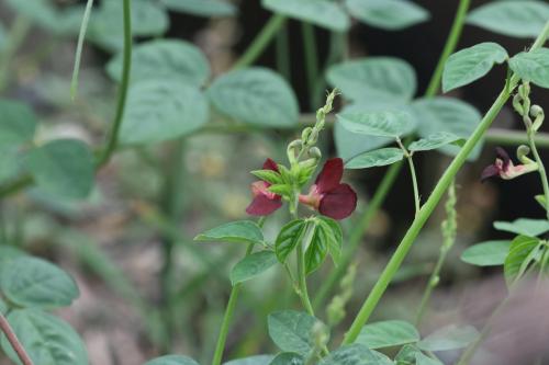 大翼豆 (長序菜豆) 大翼豆 (長序菜豆)