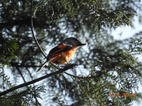 灰喉山椒鳥 灰喉山椒鳥