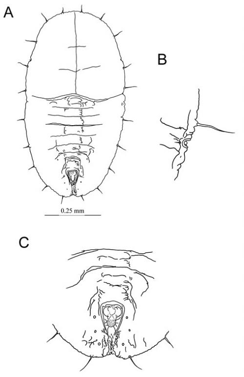 Metabemisia filicis  Mound, 1967