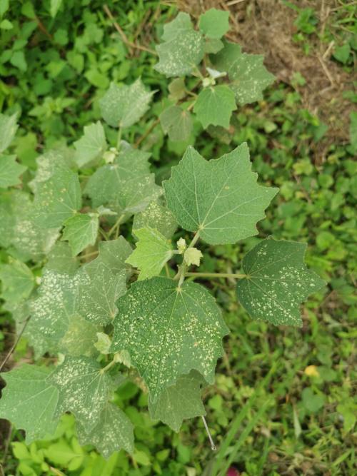 地桃花 (肖梵天花)