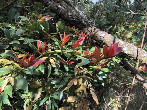 紅淡比 紅淡比