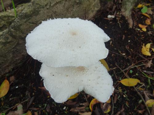 Amanita abrupta(球莖鵝膏)