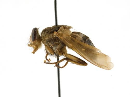 Bengalia escheri lateral Bengalia escheri lateral