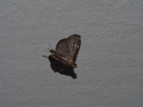 Cangetta hartoghialis