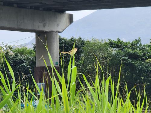 褐頭鷦鶯 褐頭鷦鶯