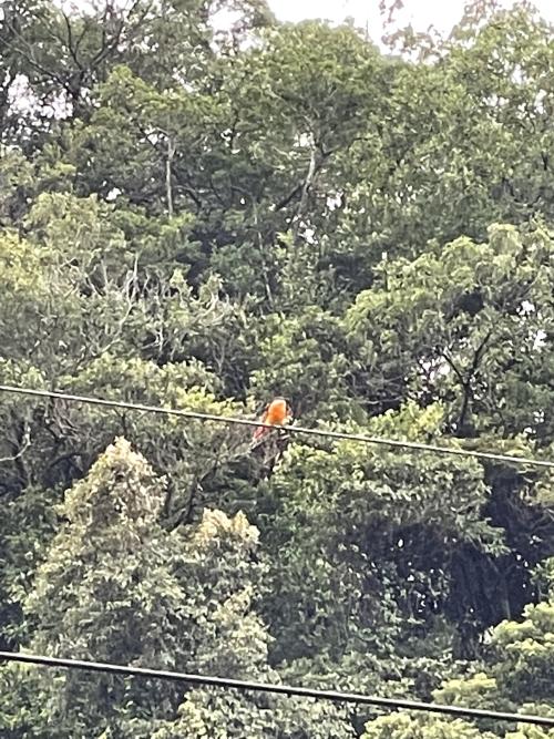 灰喉山椒鳥