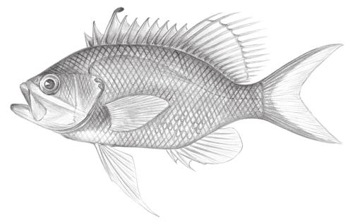 Odontanthias unimaculatus@Jheng1063 Odontanthias unimaculatus@Jheng1063