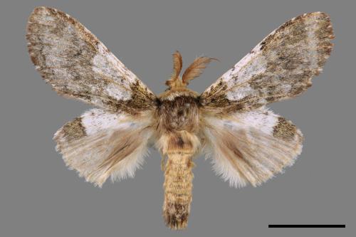 Syntypistis comatus[白斑跨舟蛾][00015539]