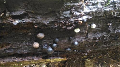 Xylaria cranioides(類腦殼炭角菌) Xylaria cranioides(類腦殼炭角菌)