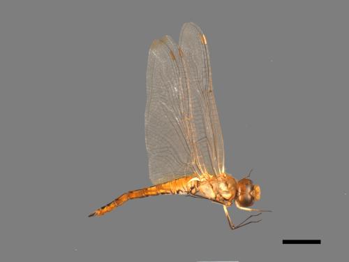 Pantala flavescens[薄翅蜻蜓][00103666]