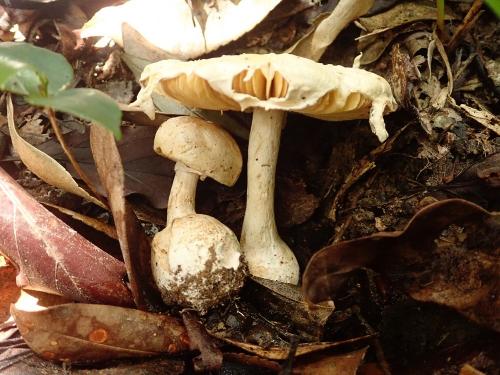 Amanita gymnopus(赤腳鵝膏)