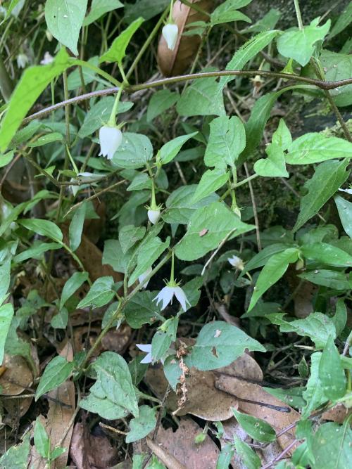 蔓茄