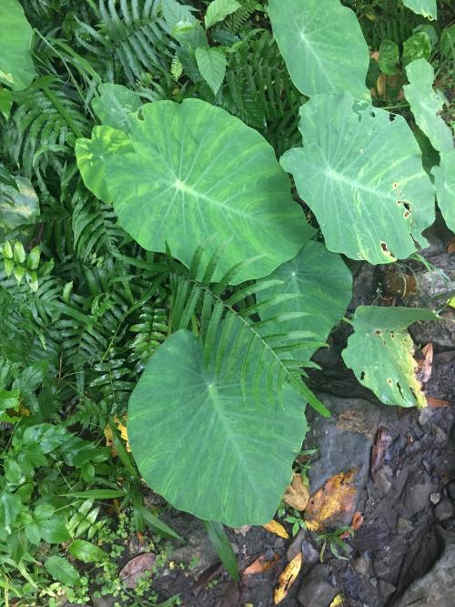 芋