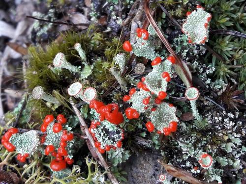 Cladonia pleurota(粉杯紅石蕊)