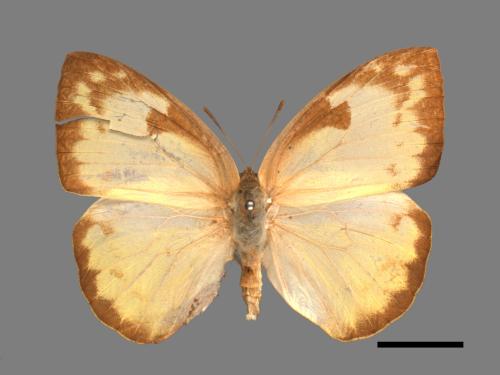 Catopsilia pomona[銀紋淡黃蝶][00013920]