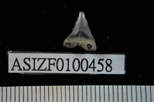 Carcharhinus sp. [ASIZF0100458]