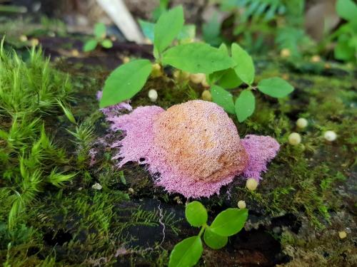Nectriopsis violacea(紫色擬叢赤殼菌) Nectriopsis violacea(紫色擬叢赤殼菌)