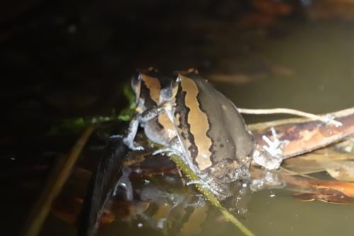 花狹口蛙 花狹口蛙