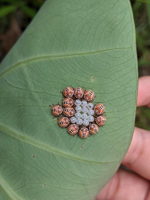 麻皮蝽 麻皮蝽