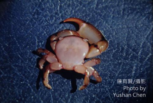 滑指擬梯形蟹 Tetralia rubridactyla 滑指擬梯形蟹 Tetralia rubridactyla