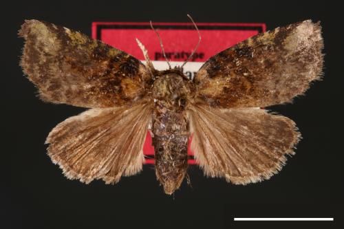 Stenoloba manleyi formosana[00002912]