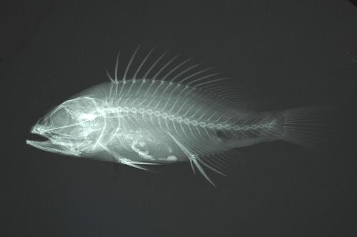 ASIZP0062914