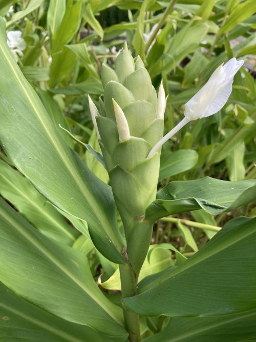 野薑花 野薑花