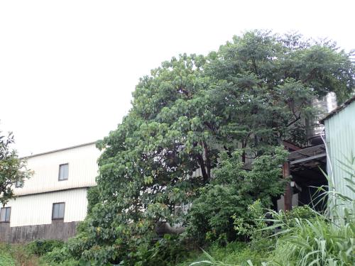 血桐