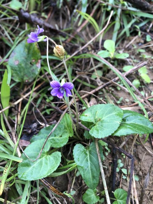 短毛堇菜 短毛堇菜