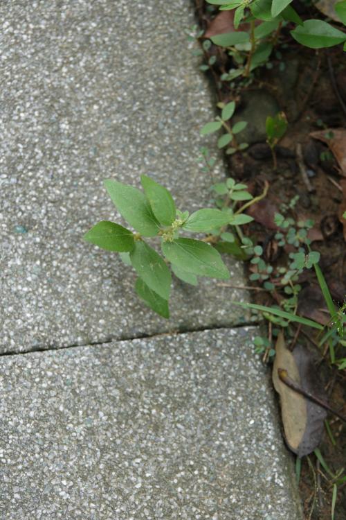 飛揚草 飛揚草
