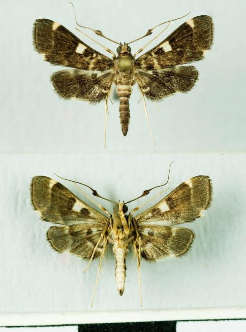 TES_6893 Piletocera aegimiusalis.jpg TES_6893 Piletocera aegimiusalis.jpg