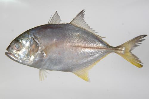 ASIZP0065096 ASIZP0065096