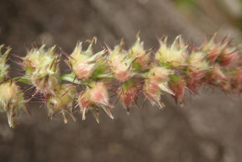 蒺藜草 (黐頭芒) 蒺藜草 (黐頭芒)