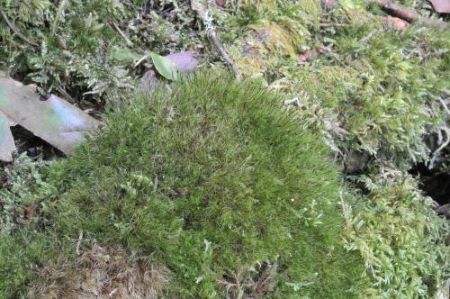 Dicranodontium denudatum (Brid.) E. Britton 青毛苔(moss) 生態照