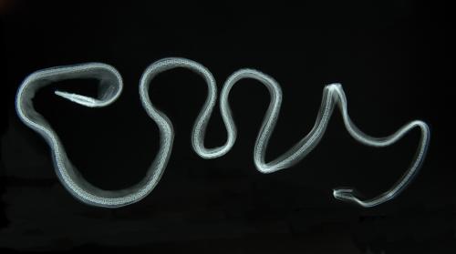 ASIZP0059710 ASIZP0059710