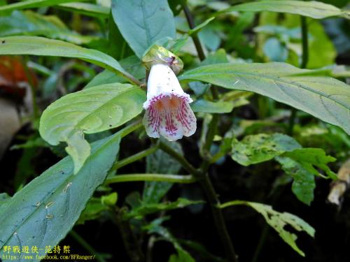 角桐草 角桐草