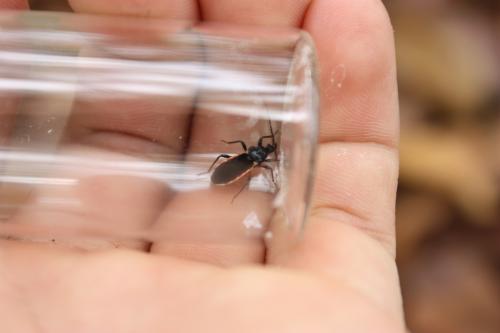 黑光獵蝽 黑光獵蝽