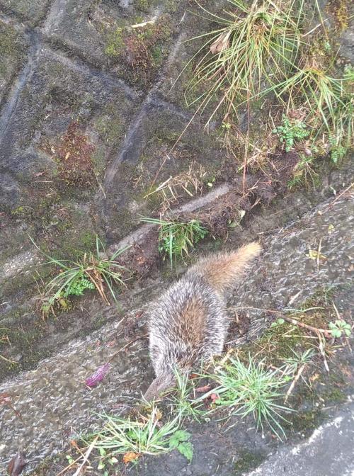 食蟹獴 食蟹獴