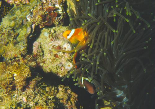 Amphiprion frenatus@fishdb-media-1623 Amphiprion frenatus@fishdb-media-1623