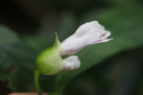 角桐草 角桐草