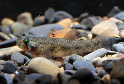 Pseudogobius javanicus@fishdb-media-9941 Pseudogobius javanicus@fishdb-media-9941