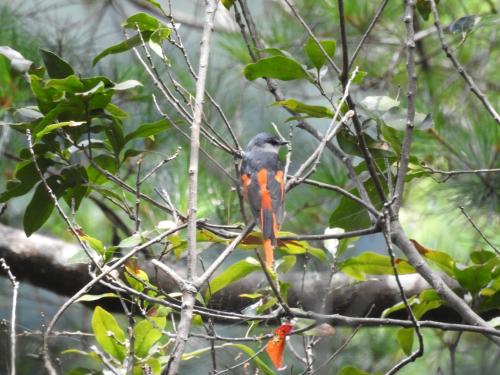 灰喉山椒鳥 灰喉山椒鳥