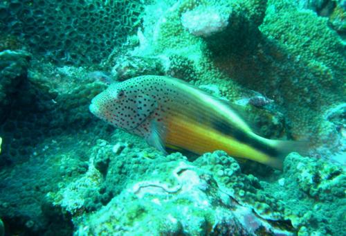 Paracirrhites forsteri@fishdb-media-4422